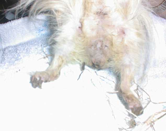 meerschwein01.jpg