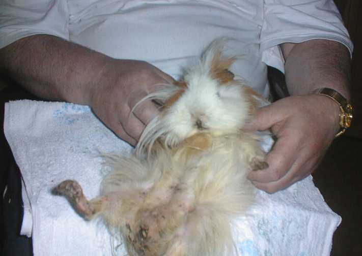 meerschwein02.jpg